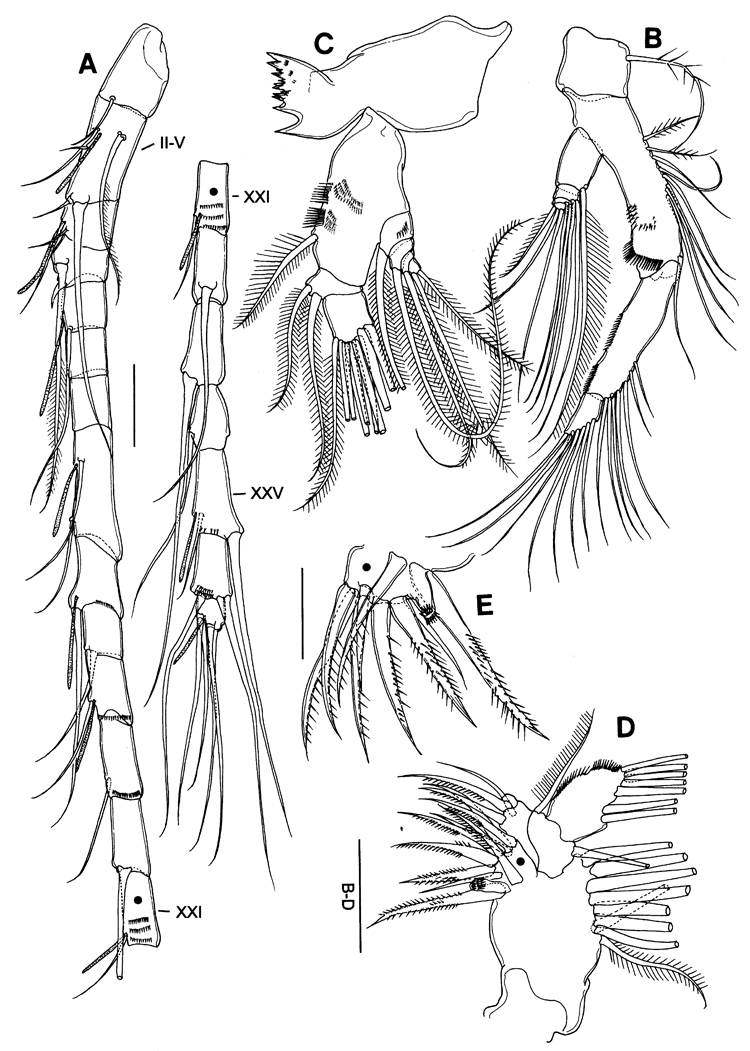 Espce Acartia (Euacartia) forticrusa - Planche 2 de figures morphologiques