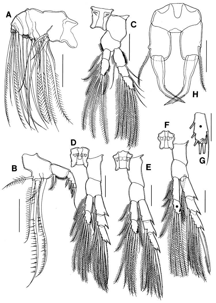 Espèce Acartia (Euacartia) forticrusa - Planche 3 de figures morphologiques