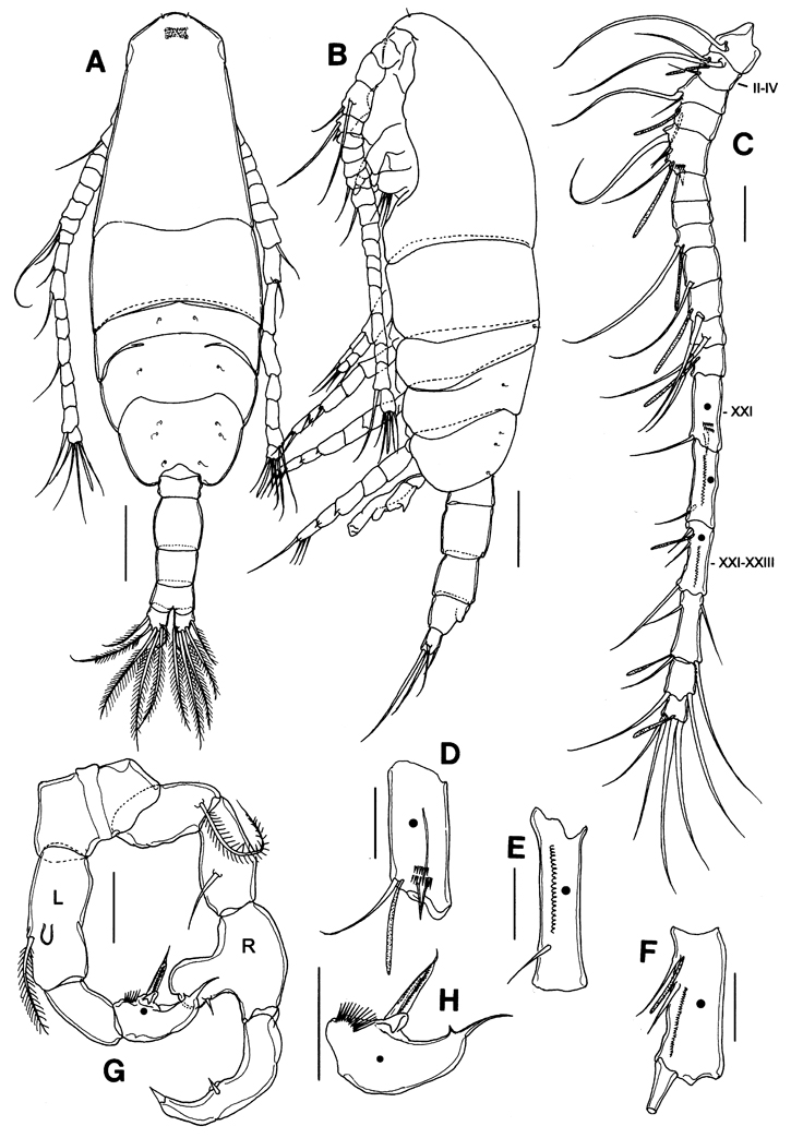 Espèce Acartia (Euacartia) forticrusa - Planche 8 de figures morphologiques