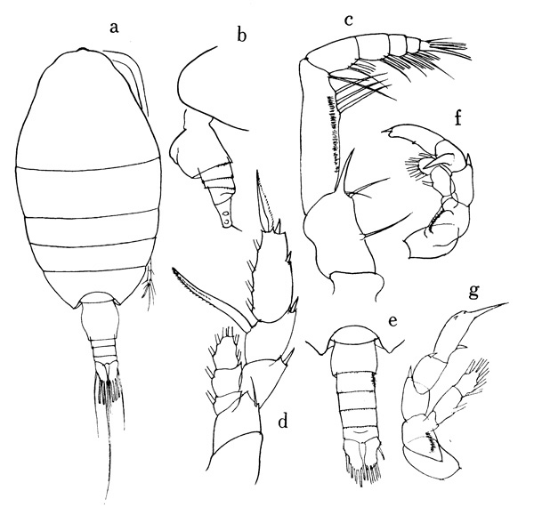 Espèce Paraheterorhabdus (Antirhabdus) compactus - Planche 4 de figures morphologiques