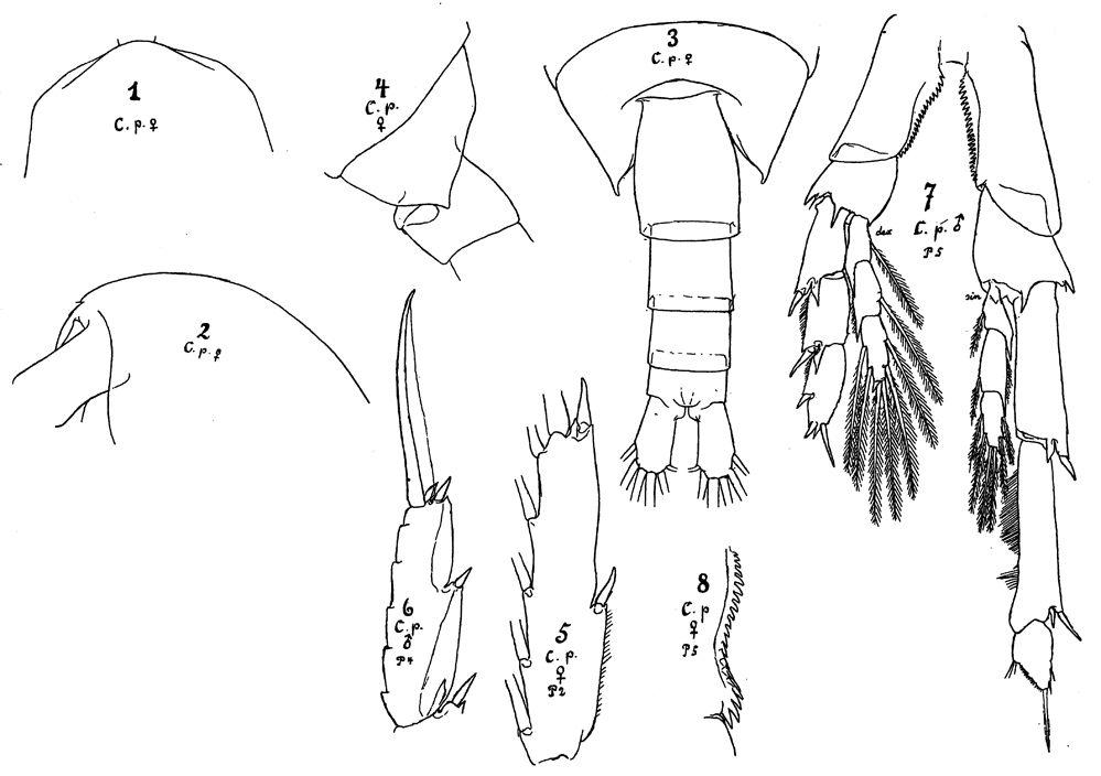 Espèce Calanus propinquus - Planche 26 de figures morphologiques