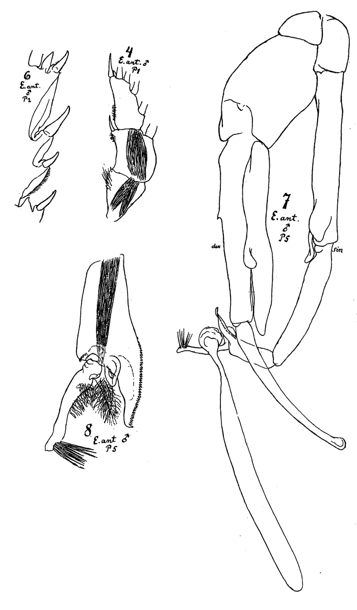 Espèce Paraeuchaeta tycodesma - Planche 7 de figures morphologiques