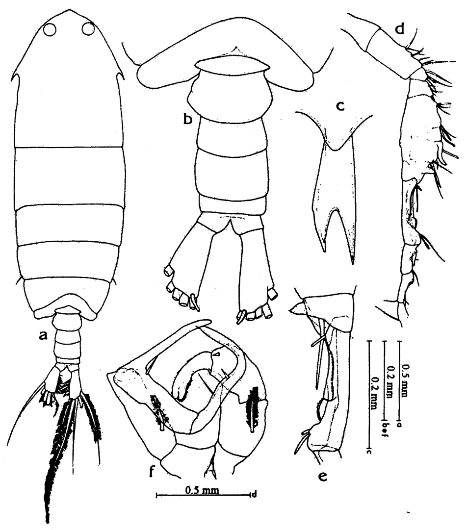 Espce Pontella forficula - Planche 2 de figures morphologiques