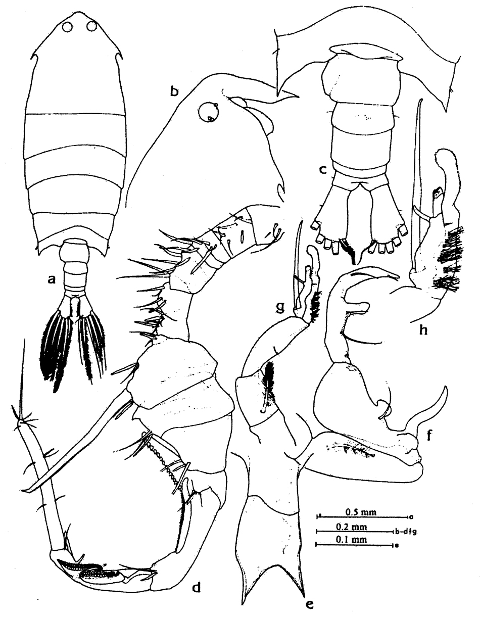Species Pontella princeps - Plate 9 of morphological figures