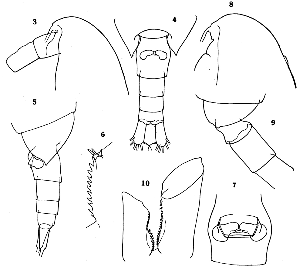 Species Calanus simillimus - Plate 21 of morphological figures