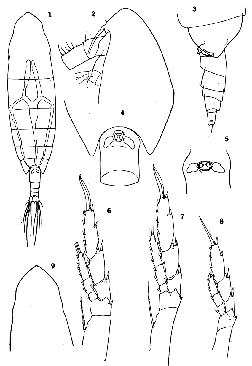 Espce Calanoides acutus - Planche 21 de figures morphologiques
