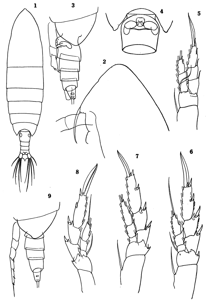 Espce Calanoides carinatus - Planche 32 de figures morphologiques
