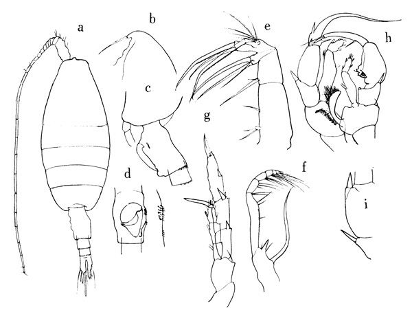 Species Heterorhabdus tanneri - Plate 3 of morphological figures