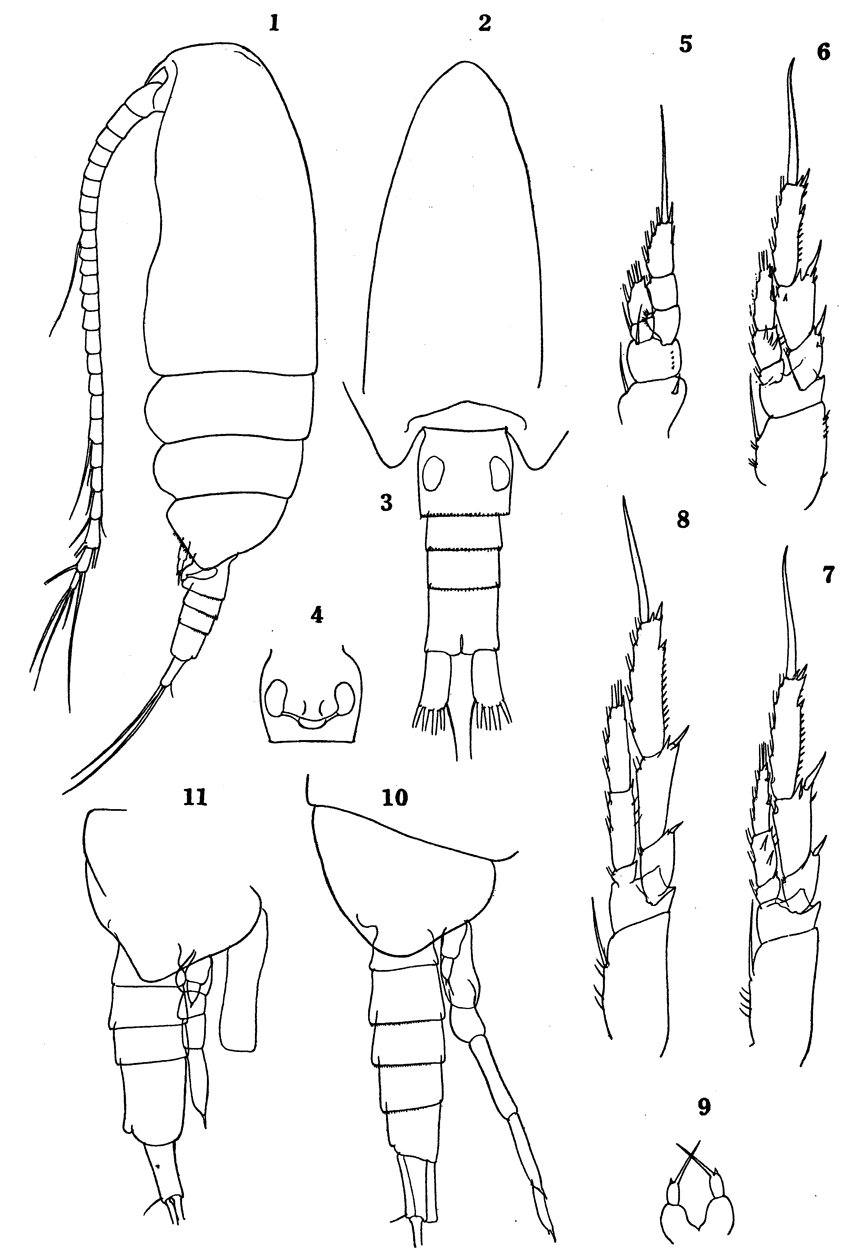Espèce Paracalanus nanus - Planche 10 de figures morphologiques