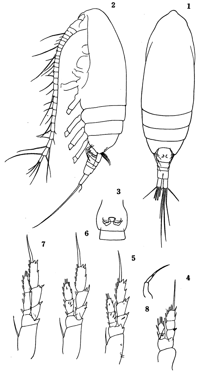 Species Delibus nudus - Plate 10 of morphological figures