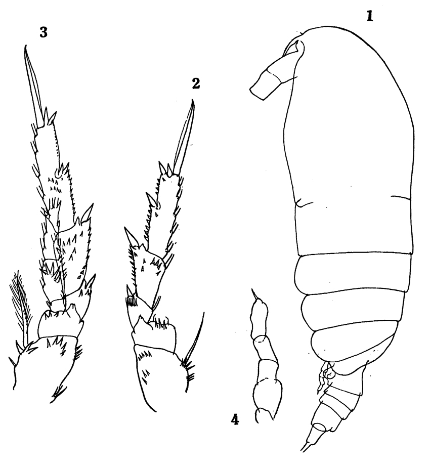 Espce Acrocalanus gracilis - Planche 13 de figures morphologiques