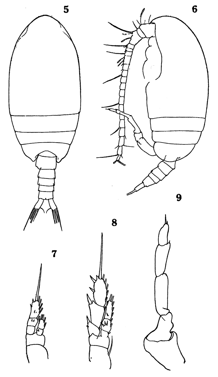 Espce Delibus nudus - Planche 12 de figures morphologiques