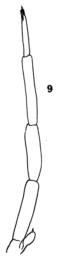 Espèce Clausocalanus furcatus - Planche 24 de figures morphologiques