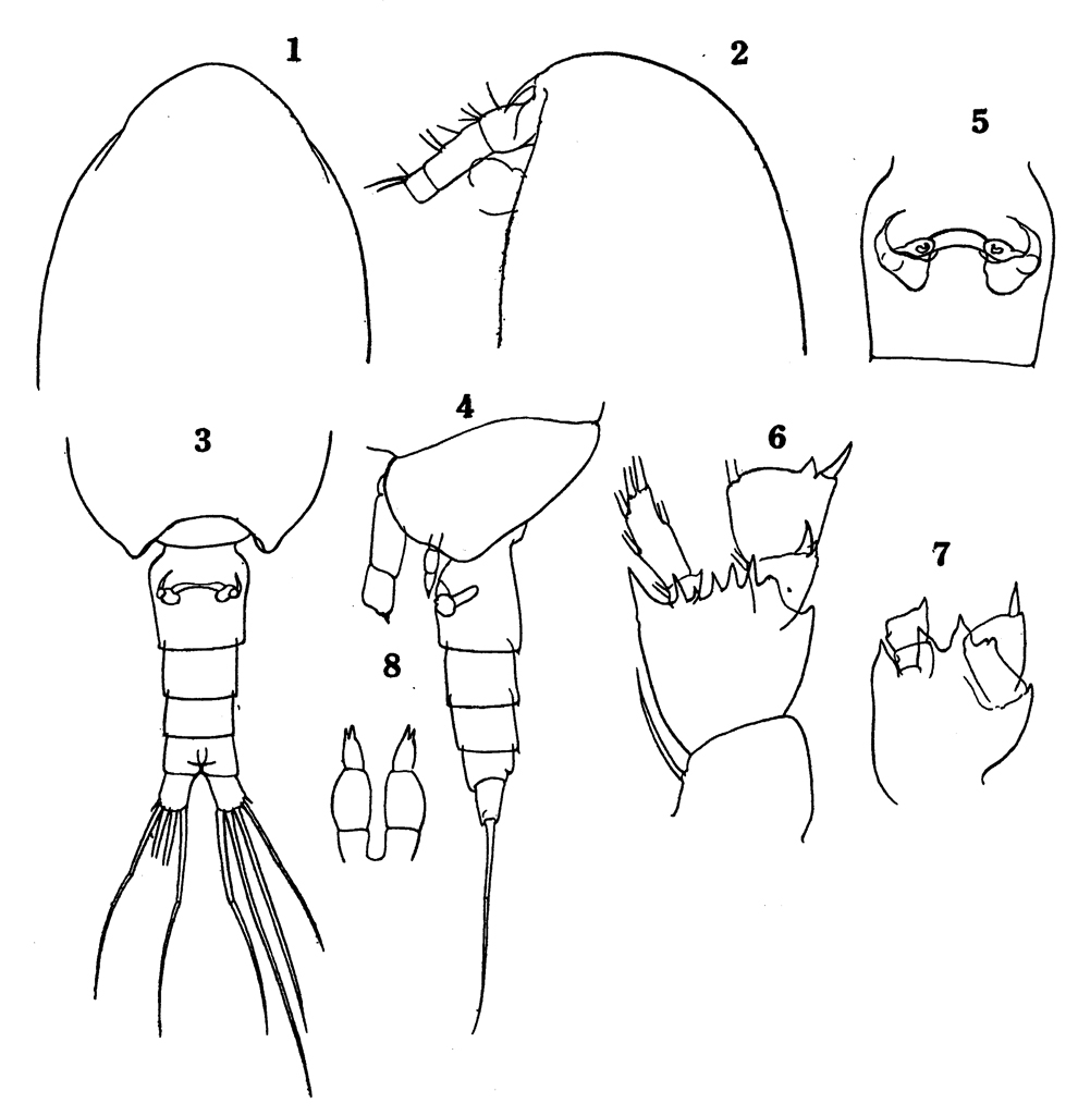 Espce Clausocalanus ingens - Planche 14 de figures morphologiques