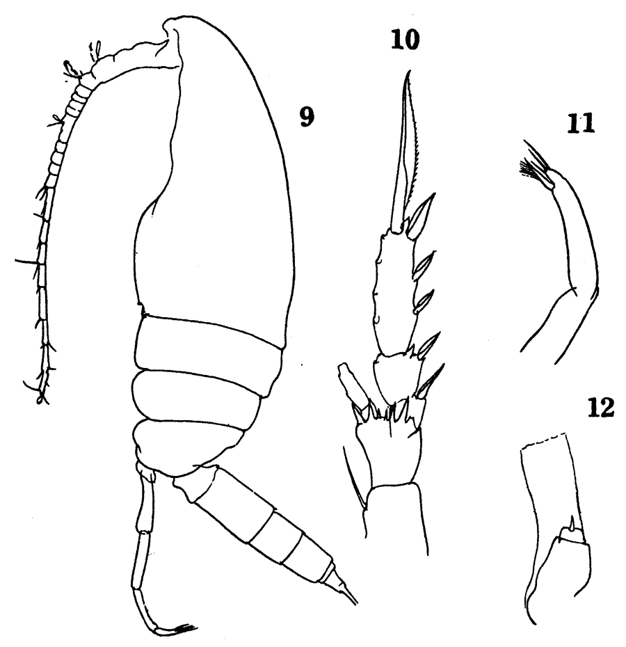 Species Clausocalanus ingens - Plate 16 of morphological figures