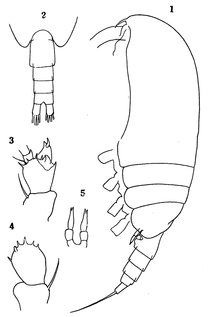 Species Clausocalanus paululus - Plate 15 of morphological figures