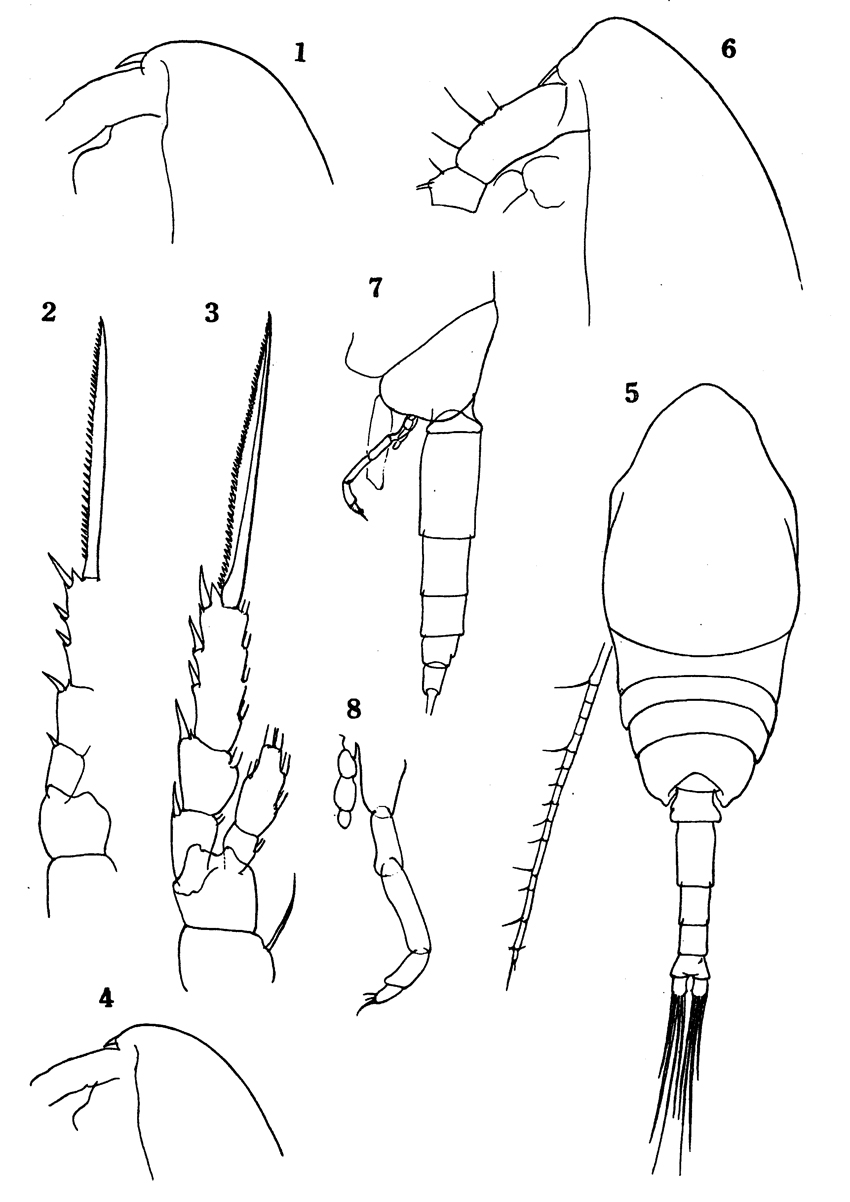 Species Microcalanus pygmaeus - Plate 11 of morphological figures
