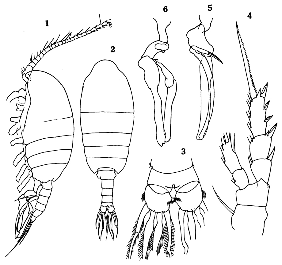 Espèce Stephos longipes - Planche 4 de figures morphologiques