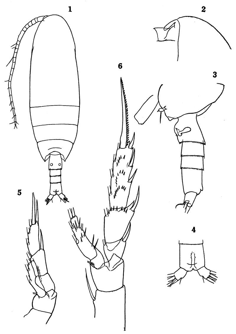 Espce Racovitzanus antarcticus - Planche 21 de figures morphologiques