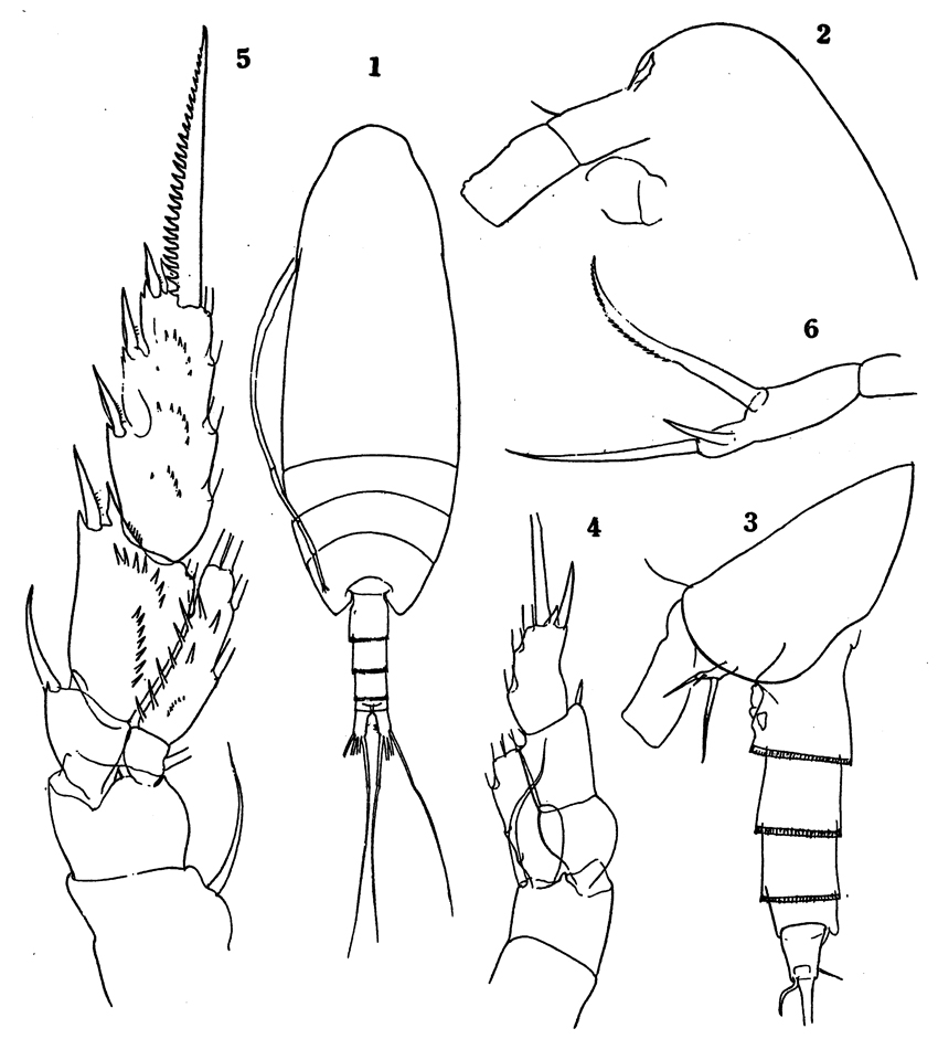 Species Scaphocalanus farrani - Plate 18 of morphological figures
