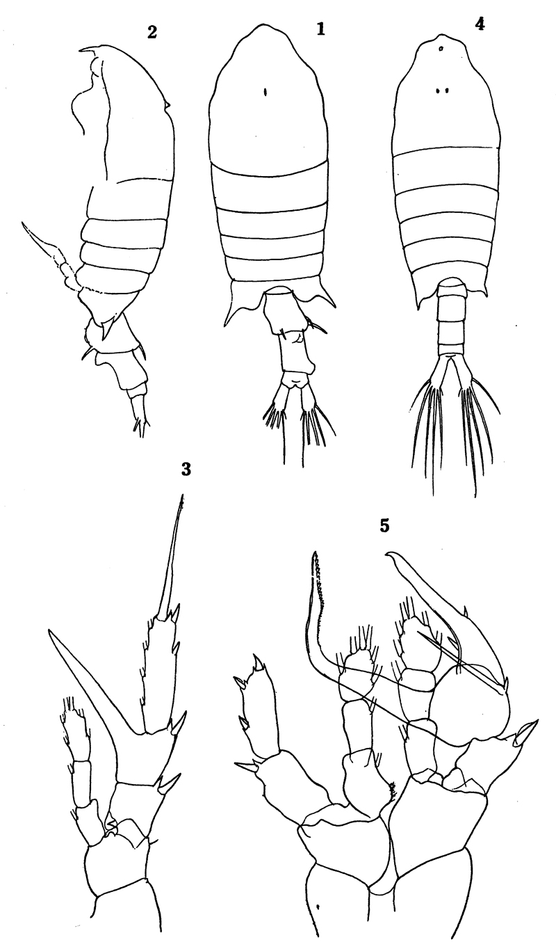 Species Centropages chierchiae - Plate 10 of morphological figures