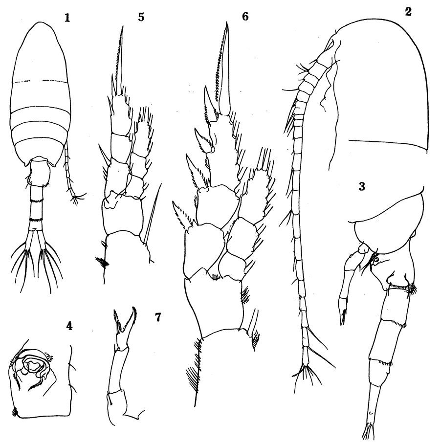 Species Pseudodiaptomus serricaudatus - Plate 11 of morphological figures