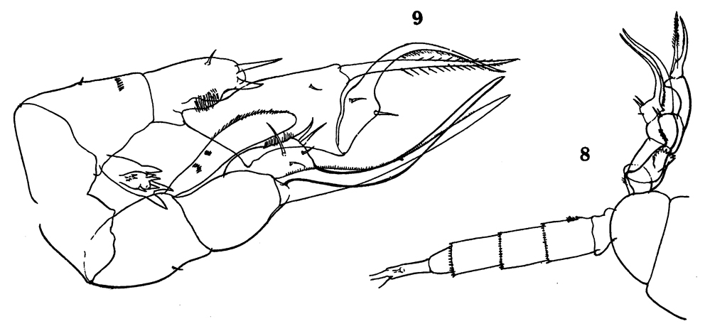 Species Pseudodiaptomus serricaudatus - Plate 13 of morphological figures