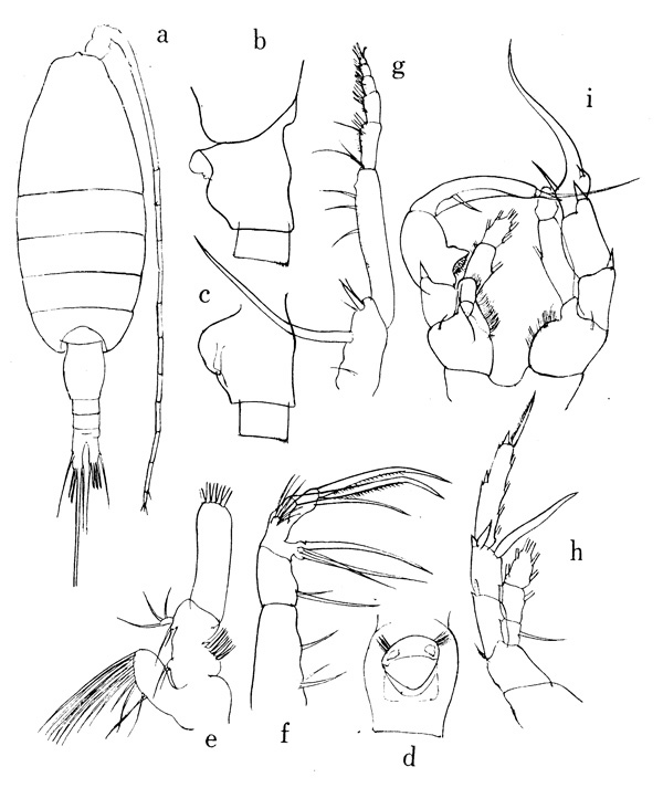 Species Heterorhabdus abyssalis - Plate 4 of morphological figures