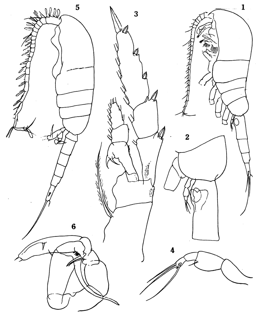 Species Metridia gerlachei - Plate 10 of morphological figures