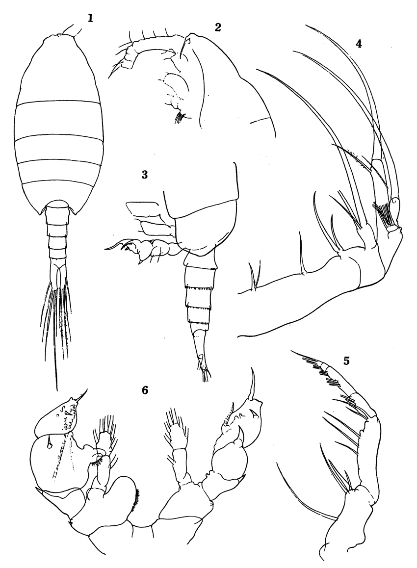 Espèce Paraheterorhabdus (Paraheterorhabdus) farrani - Planche 22 de figures morphologiques