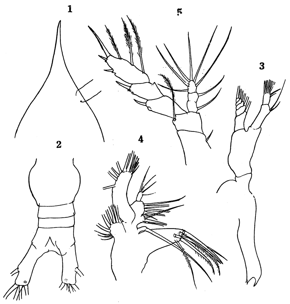 Species Haloptilus ocellatus - Plate 9 of morphological figures