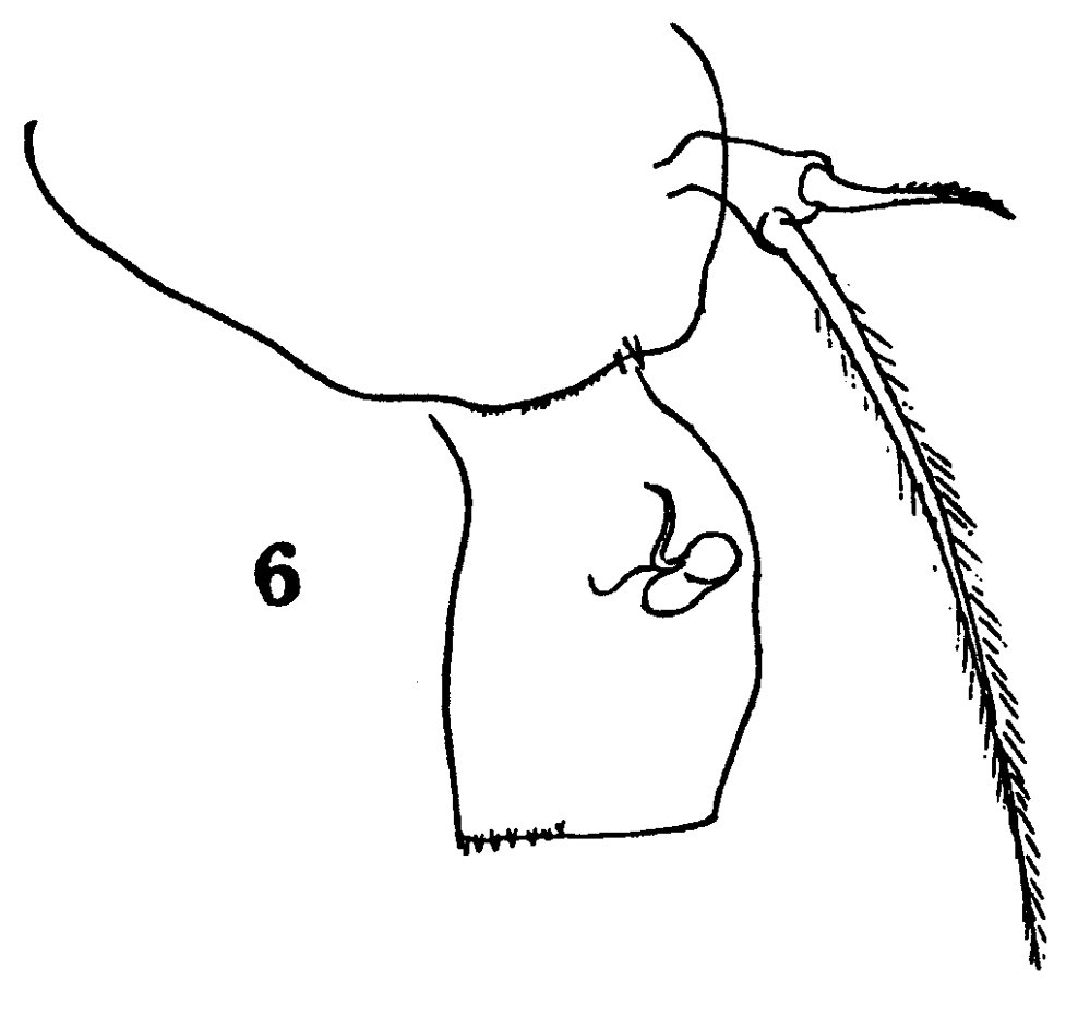 Espèce Acartia (Acartia) negligens - Planche 20 de figures morphologiques