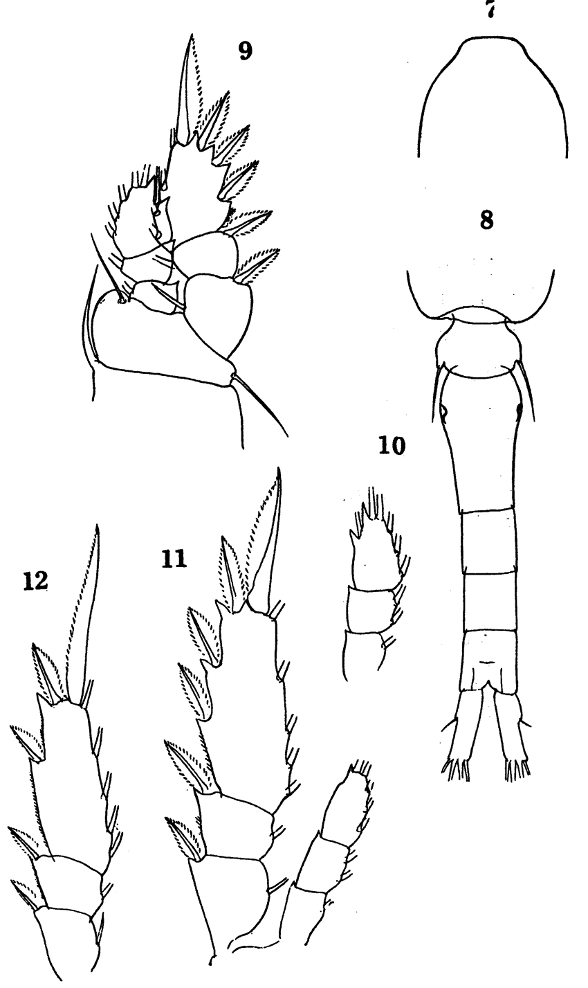 Espèce Oithona attenuata - Planche 18 de figures morphologiques