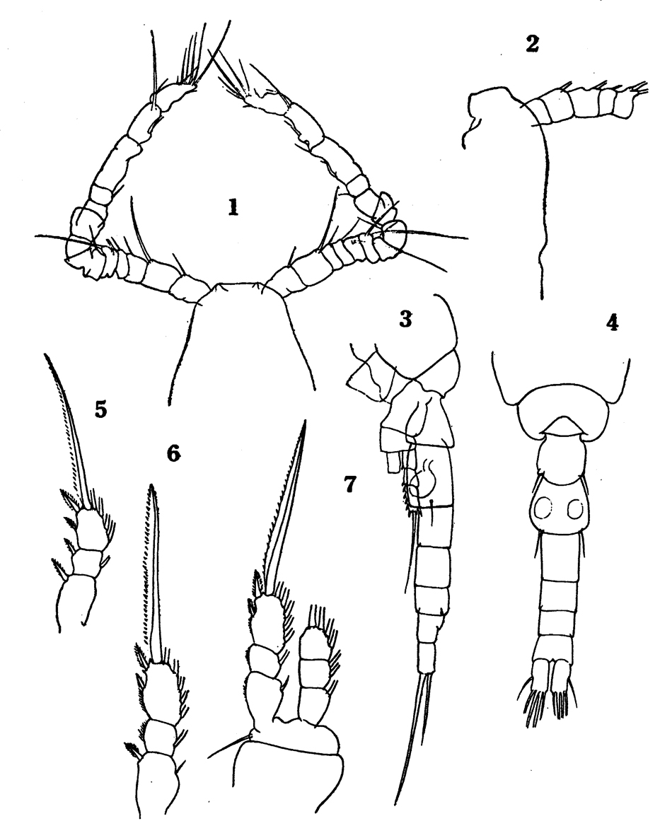 Espce Oithona fallax - Planche 14 de figures morphologiques