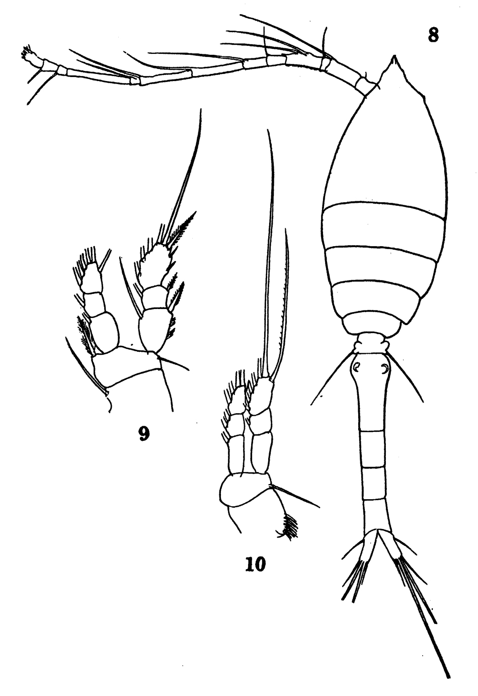 Species Oithona frigida - Plate 7 of morphological figures