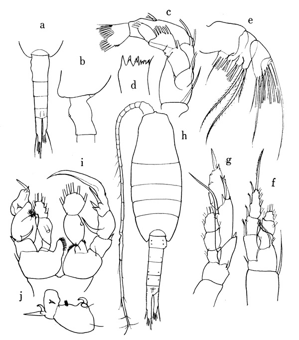 Species Disseta scopularis - Plate 3 of morphological figures