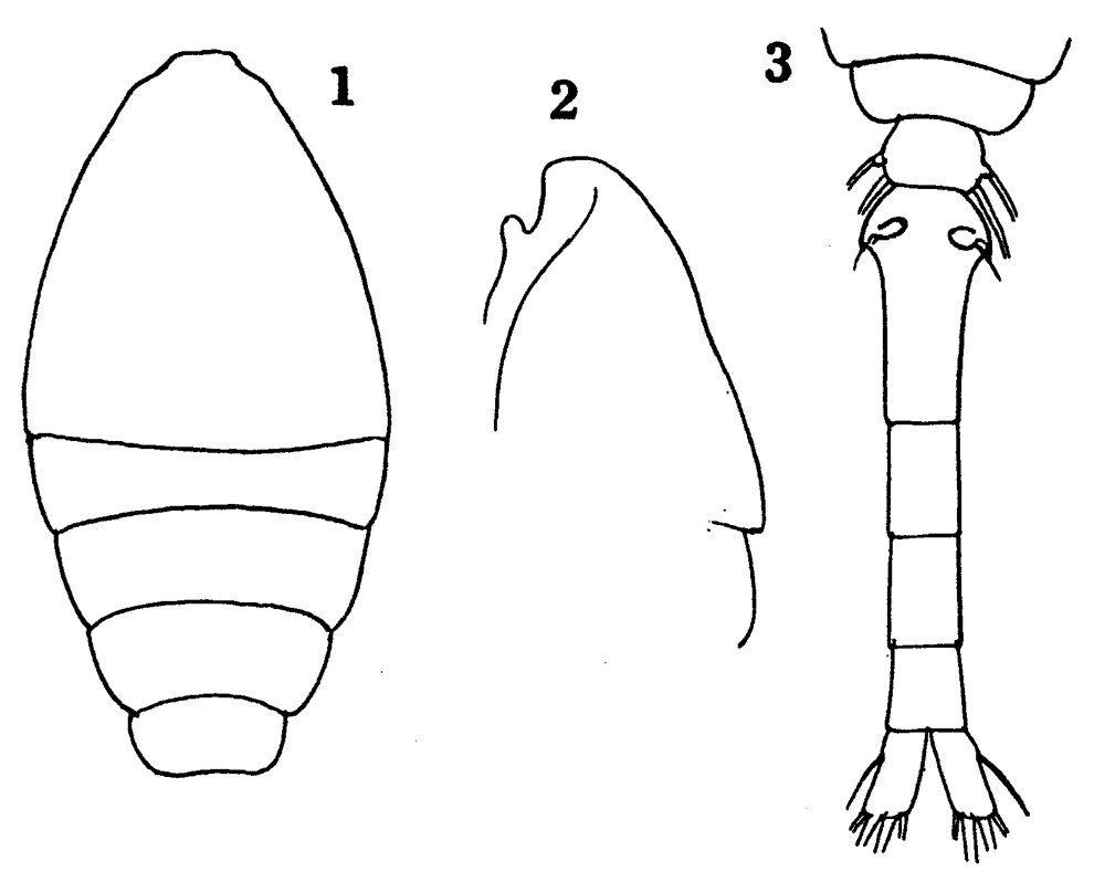 Species Oithona nana - Plate 24 of morphological figures