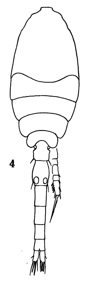 Espce Oithona nana - Planche 26 de figures morphologiques