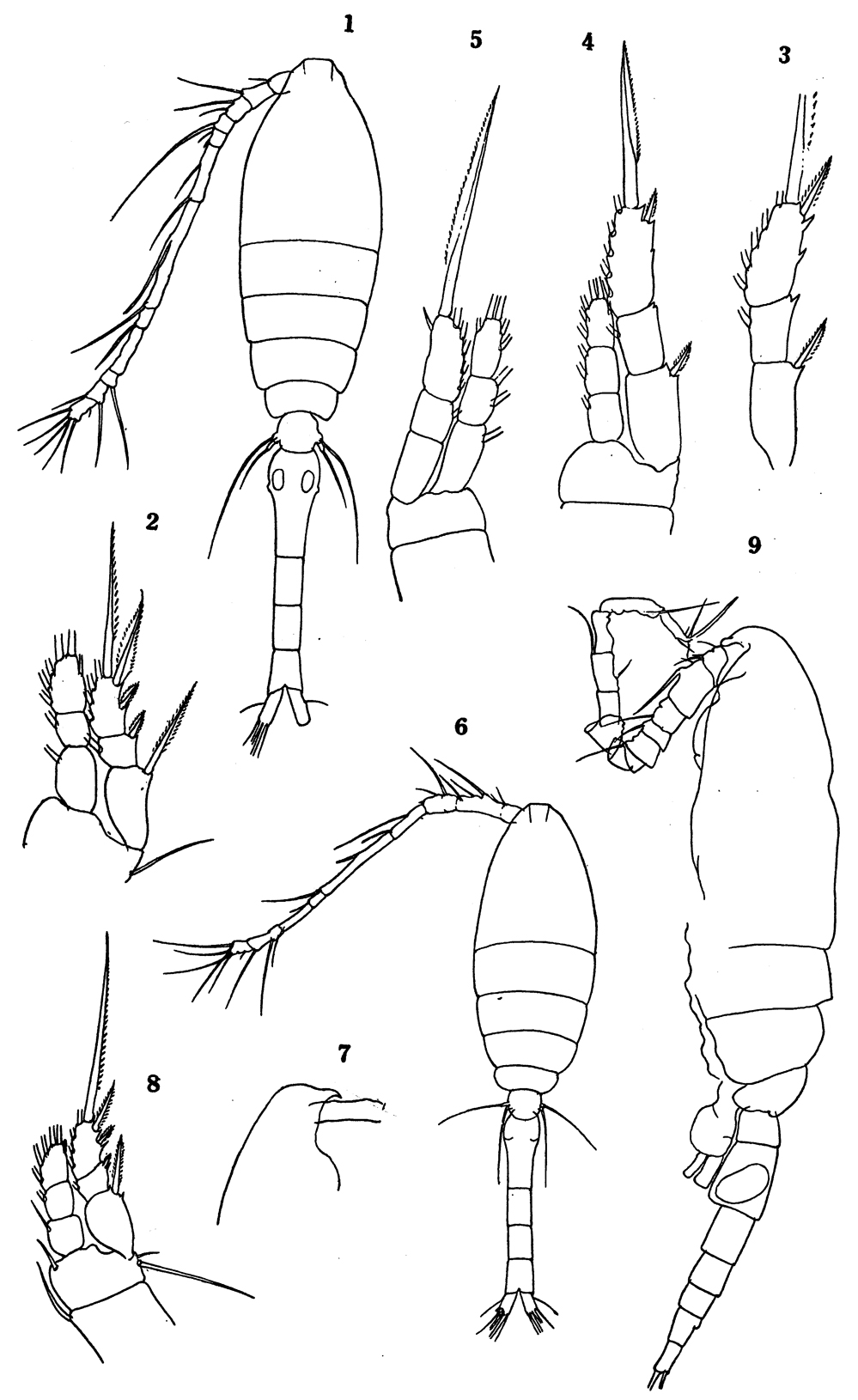 Espèce Oithona similis-Group - Planche 30 de figures morphologiques