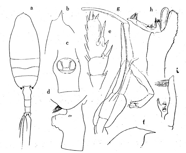 Espèce Paraeuchaeta birostrata - Planche 2 de figures morphologiques