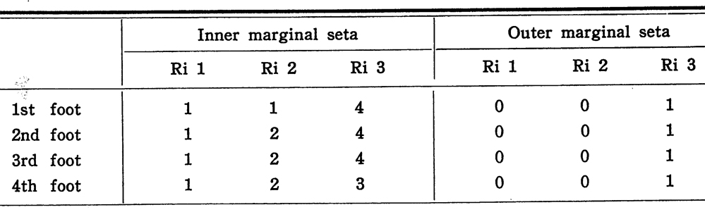 Espèce Oithona similis-Group - Planche 33 de figures morphologiques