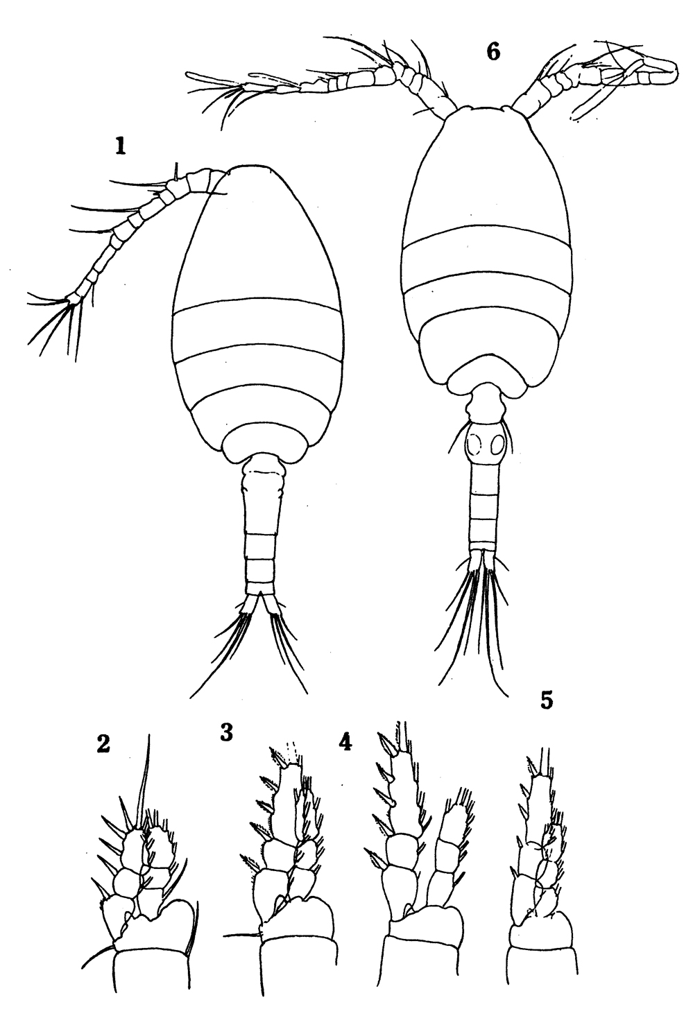 Species Oithona simplex - Plate 19 of morphological figures