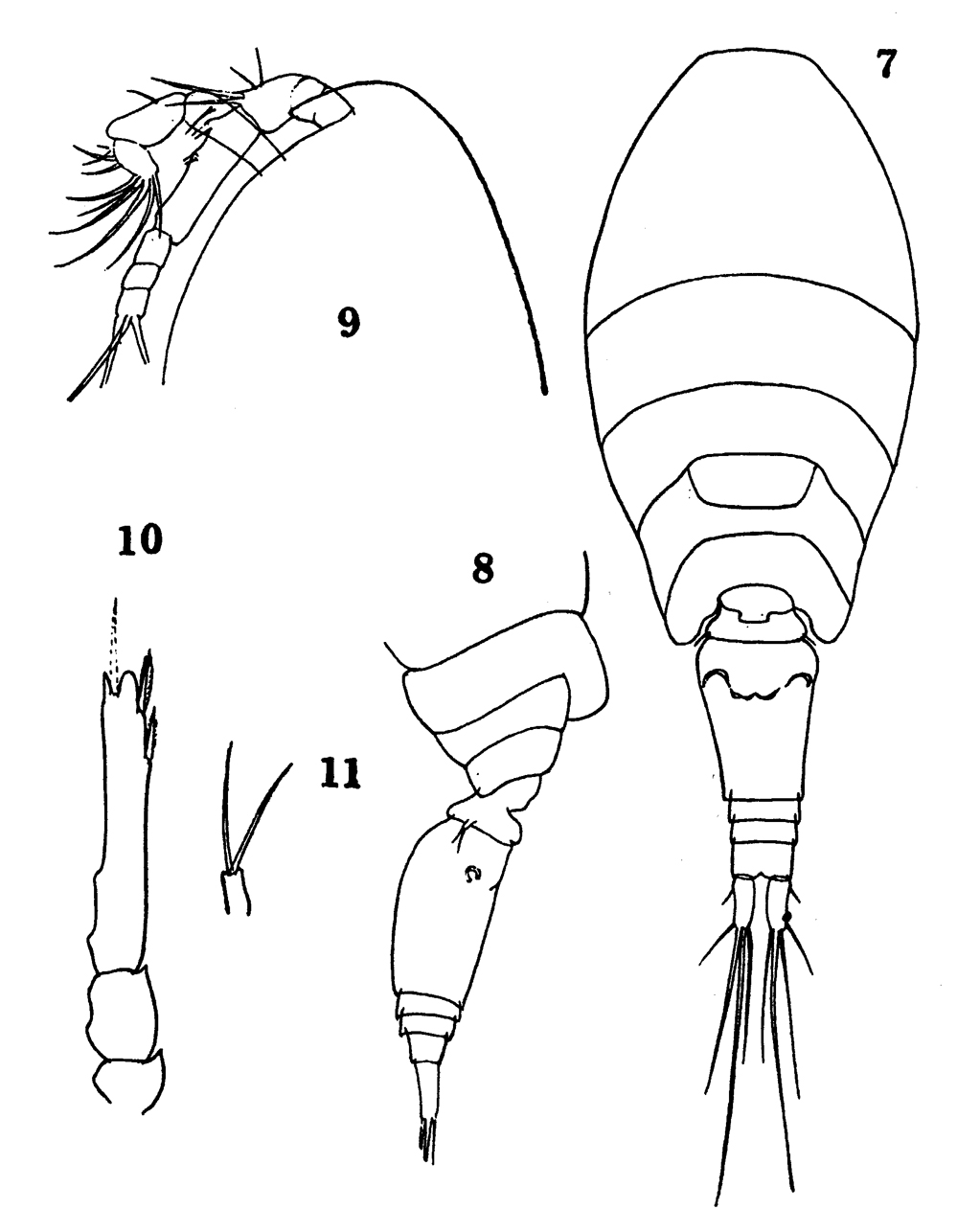 Espce Oncaea clevei - Planche 11 de figures morphologiques
