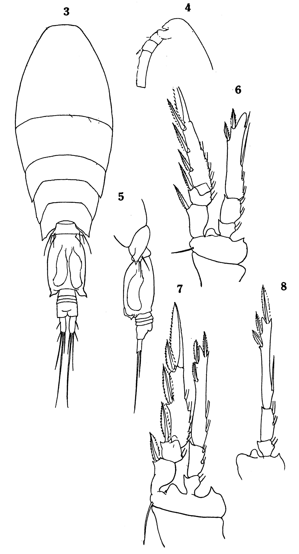 Species Triconia antarctica - Plate 7 of morphological figures