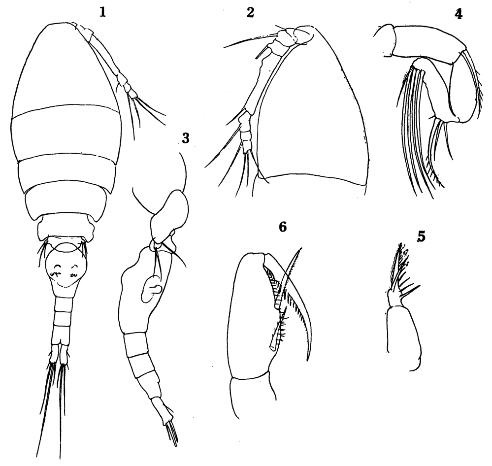Espèce Oncaea curvata - Planche 6 de figures morphologiques
