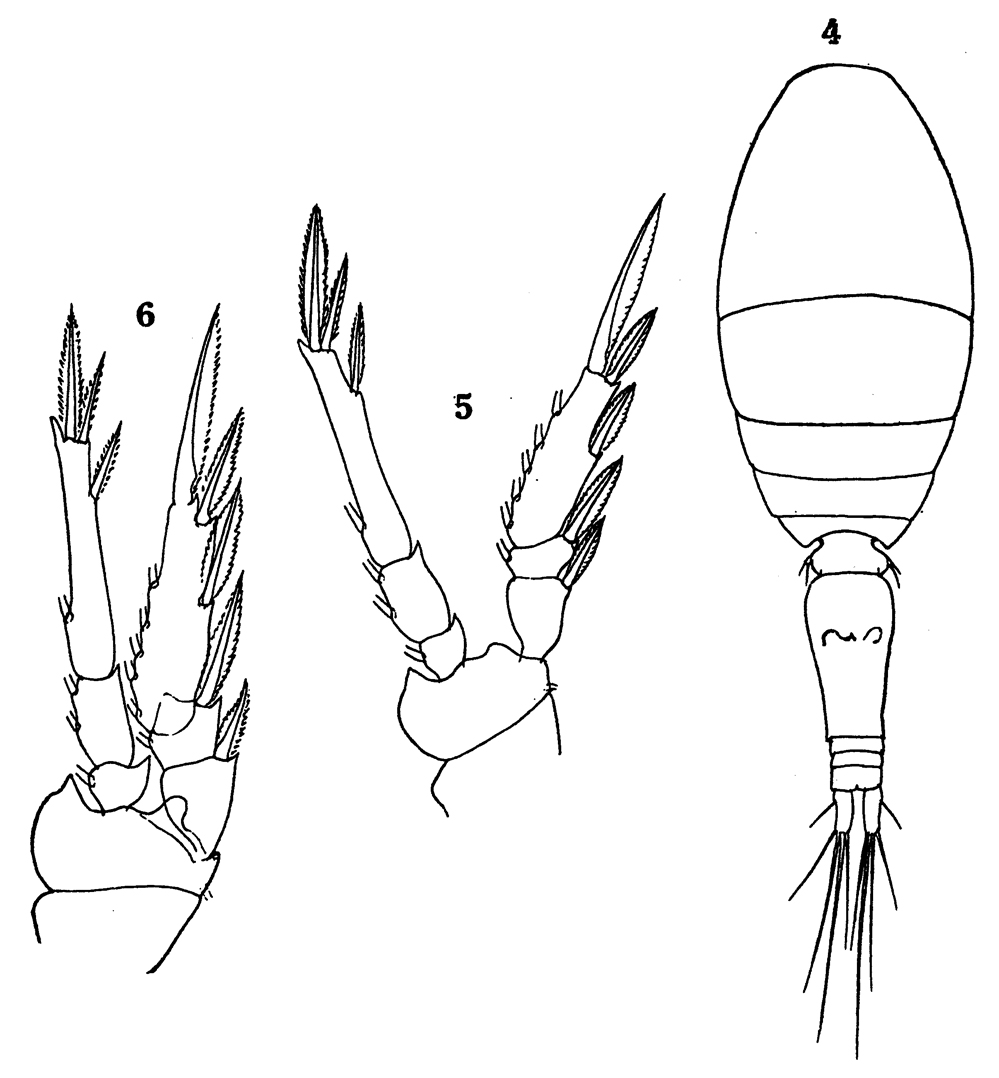 Species Oncaea media - Plate 18 of morphological figures