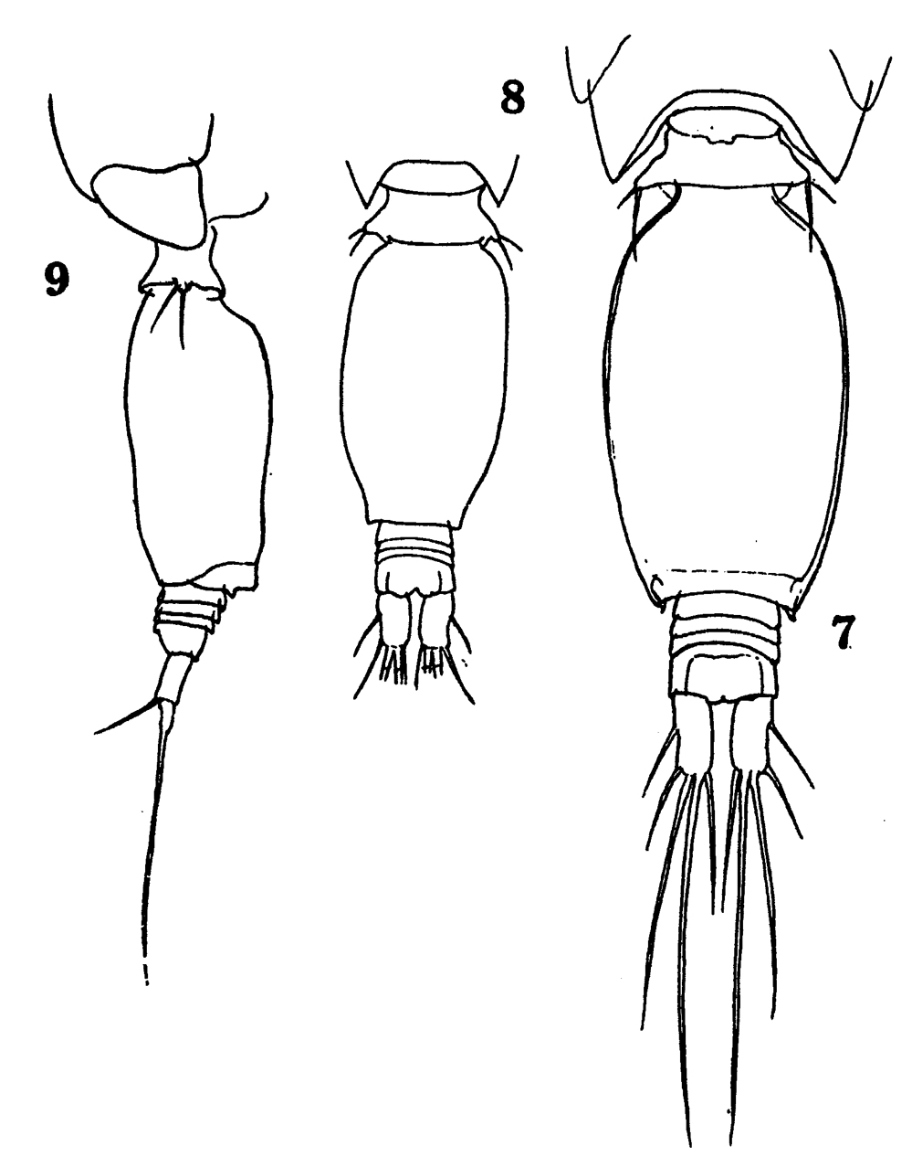 Species Oncaea media - Plate 19 of morphological figures