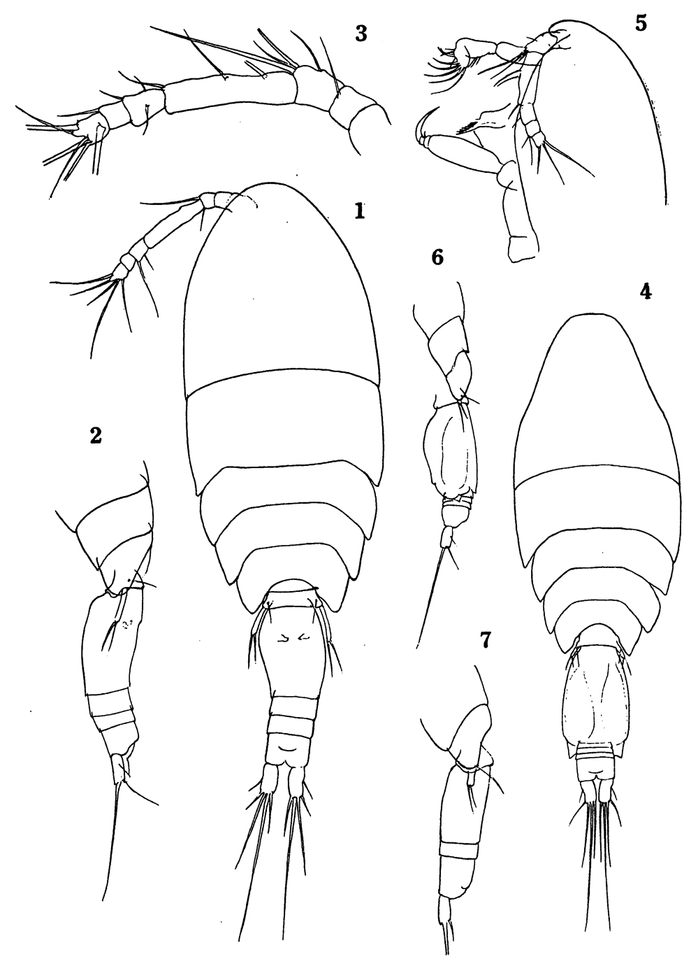 Species Oncaea parila - Plate 7 of morphological figures