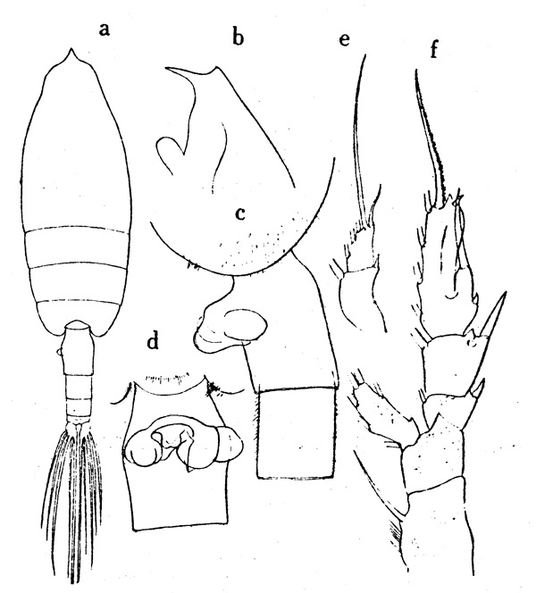 Espce Euchaeta spinosa - Planche 3 de figures morphologiques