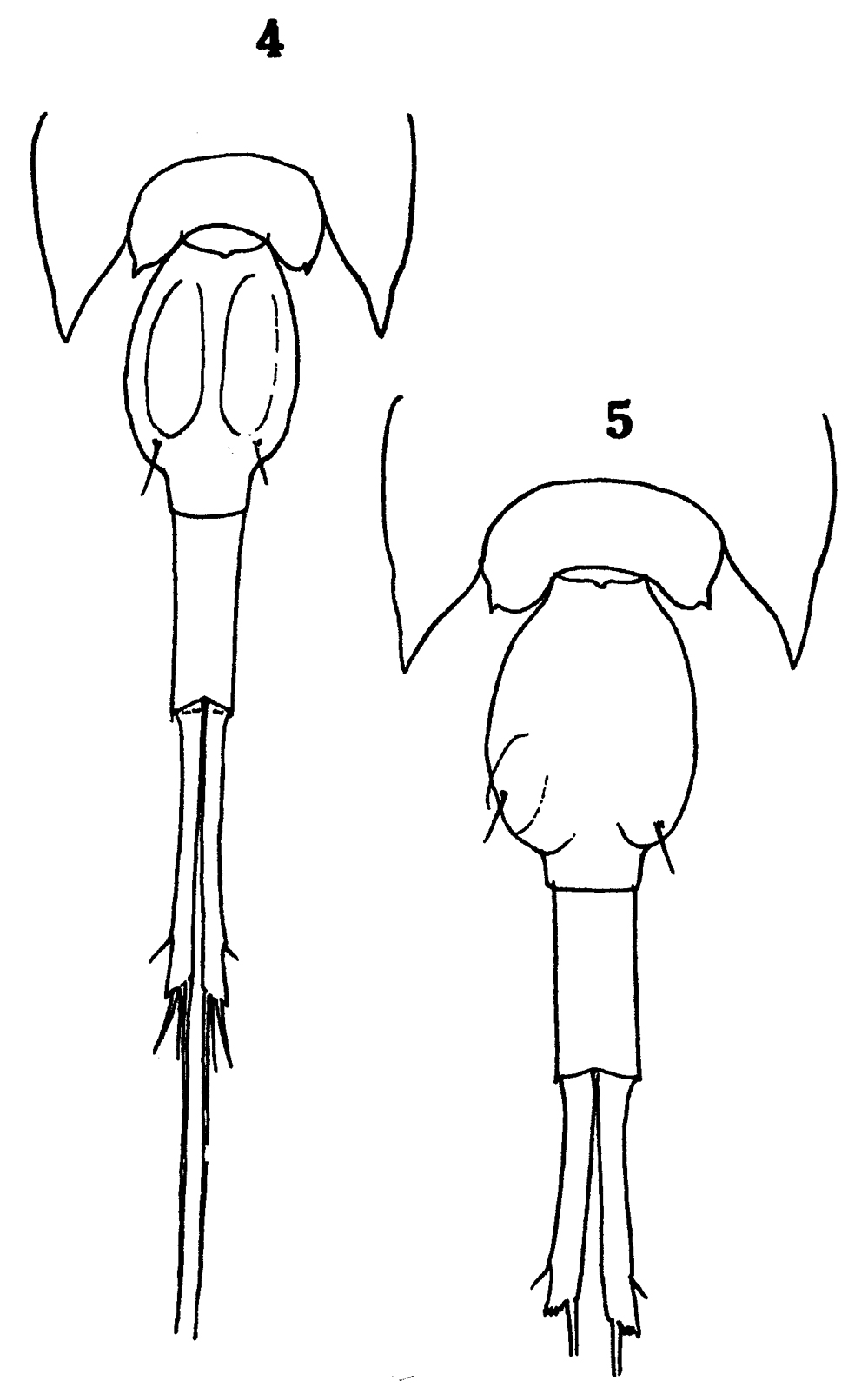 Espce Corycaeus (Onychocorycaeus) agilis - Planche 18 de figures morphologiques